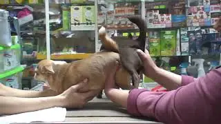 Tying chihuahua