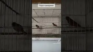 Пара канареек