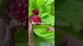 The first red raspberries!