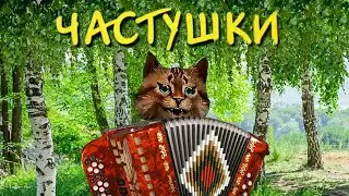 Веселые частушки 😊 Котик зажигает на гармошке