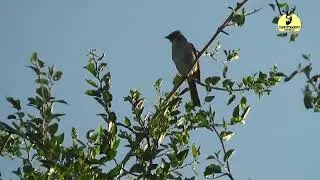 chingolo copetón cantando llamador