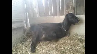 Как проходит первый окот у козы🐐
