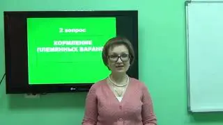 Козина Е.А. Кормление овец