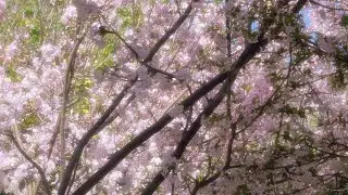 Barefoot on the Earth, Absorbing Summer's Silent Wisdom - Content Piano for Peaceful Consideration
