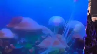 Jellyfish Tank Demonstration