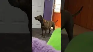 Who can resist those wagging tails?  #puppyvideos
