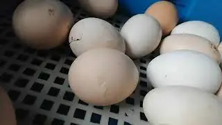 Вывод начался.