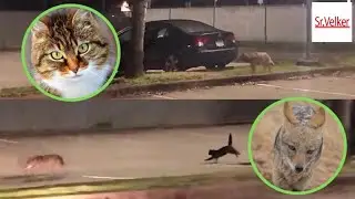 Gato CORRE a coyote en un estacionamiento
