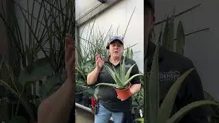 What’s Aloe Latex?