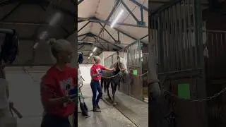 Красавчик — молодой жеребец Галтимор 🐎 