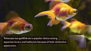 AQUARIUM OASIS