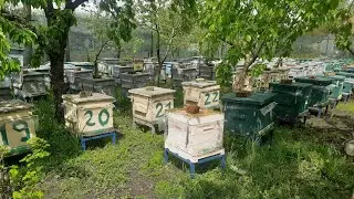 Облаштування пасіки згідно санітарних вимог від неадекватних сусідів!