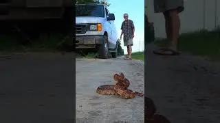 Corn Snake Jumps into my Hands 😳 