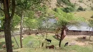 TAMAN KAMBING AWIT DARAJAT