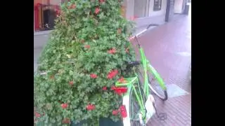 Overal fietsen (Dutch bikes)