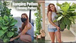 Plant Shopping With Me & Interesting Repotting Pothos