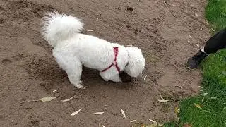 Mad westie poo