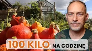🎃 Godzina pracy = miesiące jedzenia  (DYNIA rządzi) ⚡🔥