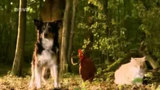 Brémští muzikanti - Pohádka bratří Grimmů