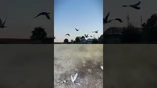 пруд колонский