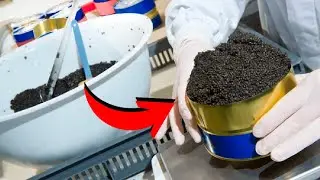 🐟 ¿CÓMO se FABRICA el CAVIAR? 🧆