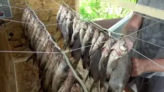 Вяленая рыба в походных и домашних условиях. Вяленый лещ и вяленая плотва