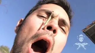 Praying Mantis Harlem Shake: Part 2