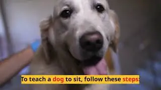 ChatGPT is a text-based program which is used in this dog-training video with its associate Pictory