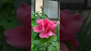 танец Розы и Дождя в GOLDEN FAMILY