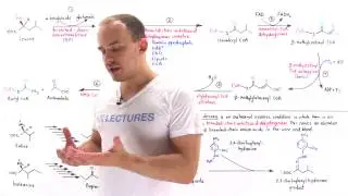 Metabolism of Branched Chain Amino Acids