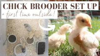 Chick Brooder Set Up + chicks first time outside!