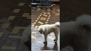 Сам не захотел домой, щенок влюбился в дождь 