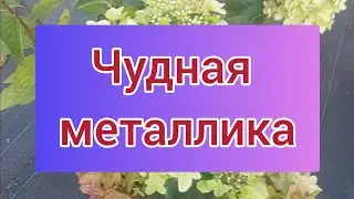 Такая разная Металлика. Гортензия чудит и восхищает💗