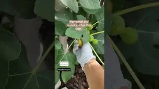 Harvested Figs and Sun-dried #seedtolife #organicgardening