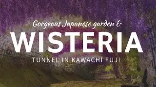 Flamboyant WISTERIA tunnels – colorful tourism destinations of Japan