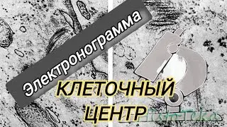 КЛЕТОЧНЫЙ ЦЕНТР (электронограмма)