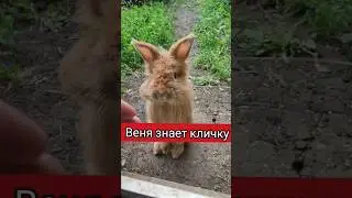 Веня приходит на кличку