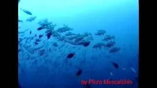 Relitto piattaforma Paguro