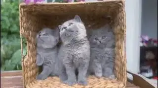 British shorthair kittens, 8 weeks old,1 longhair