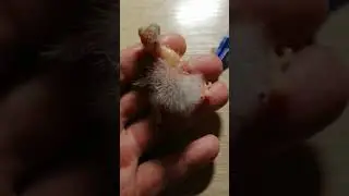 Семь дней жизни отказного птенца какарика