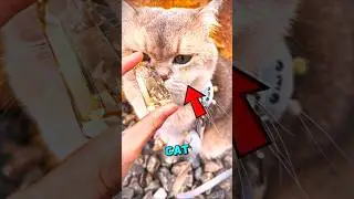 This Cat Made The Owner RICH 💎😸 