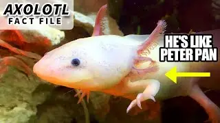 Axolotl Facts: the PETER PAN Salamander 🦎 Animal Fact Files