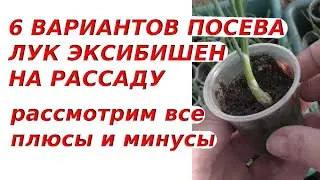 Рассадный марафон | Шесть вариантов посева семян лука #Эксибишен на рассаду, обсудим плюсы и минусы