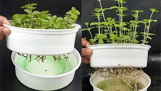 How to Easily grow Pudina or Mint in water
