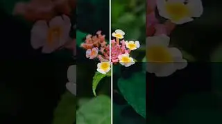 macro photography editing Idea mobile photography