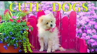 Cute & Funny Dogs ❤️ Original Music for Dog Lovers