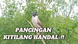 PANCINGAN KUTILANG HANDAL..!!