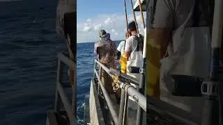 bait, whales, birds while tuna fishing at dawn 10/26/24 Jamaica