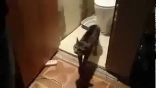 Прикол. Кот не пускает мужика в туалет. Ржач. До слёз.