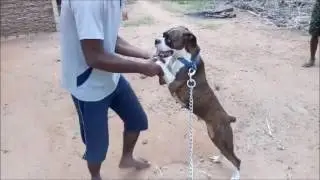 Latest |Funny Video|You Can't Cheat Pets|Dogs Have a Sense of Humor?